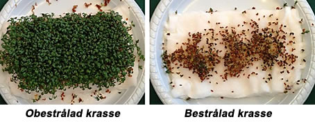 bestr&aring;lad krasse